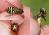 Syrphus sp.